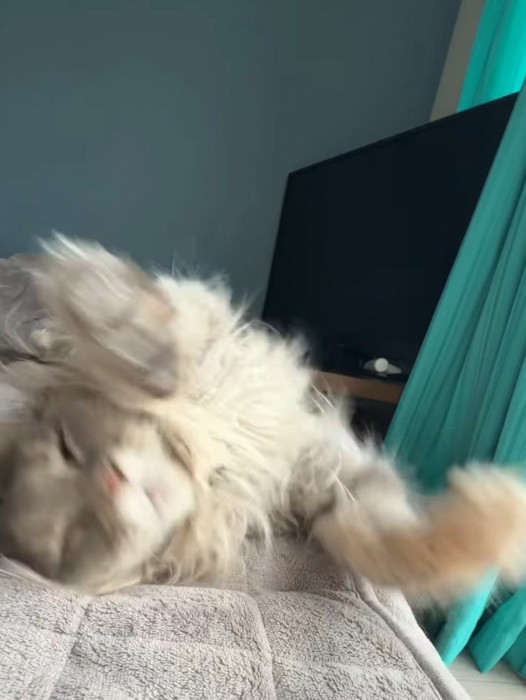 仰向けになる猫