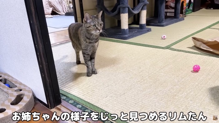 様子を見守るリムちゃん
