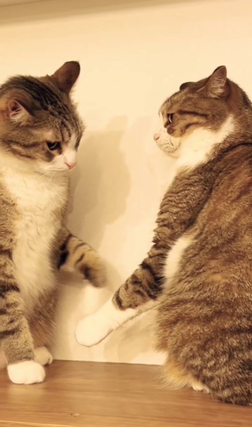 イカ耳の猫に左手を伸ばしている猫