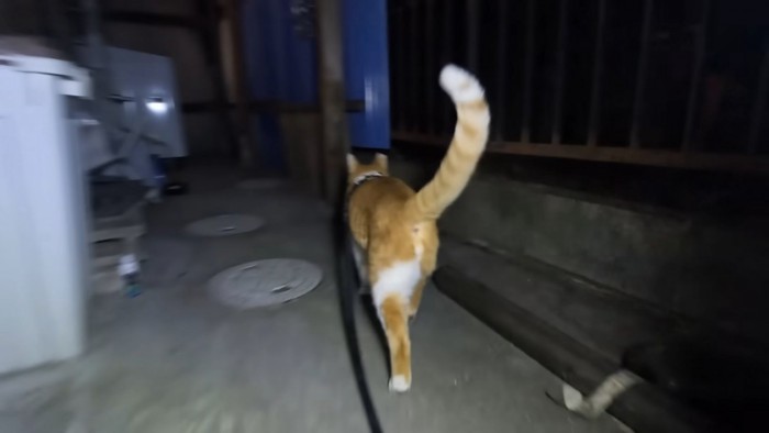 猫の後ろ姿