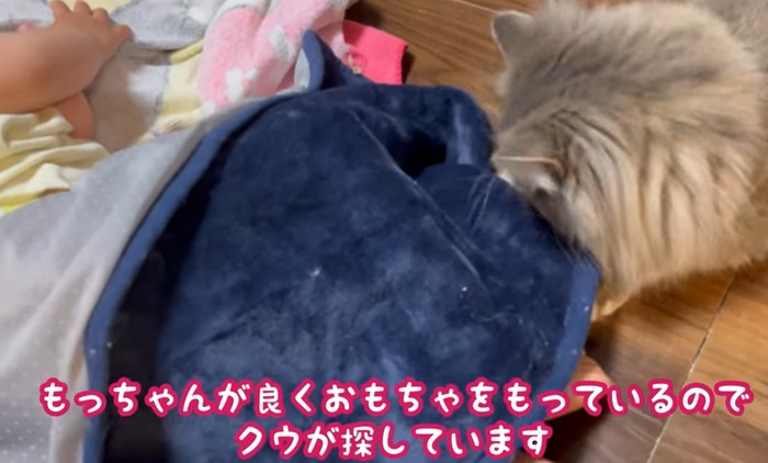 寝ている子供の足元の毛布に潜ろうとする猫