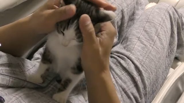 両腕で頭を揉まれる猫