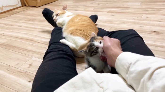 足に顔を置くむぎくん