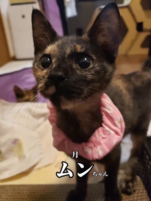 ピンク色の首輪をつけた子猫