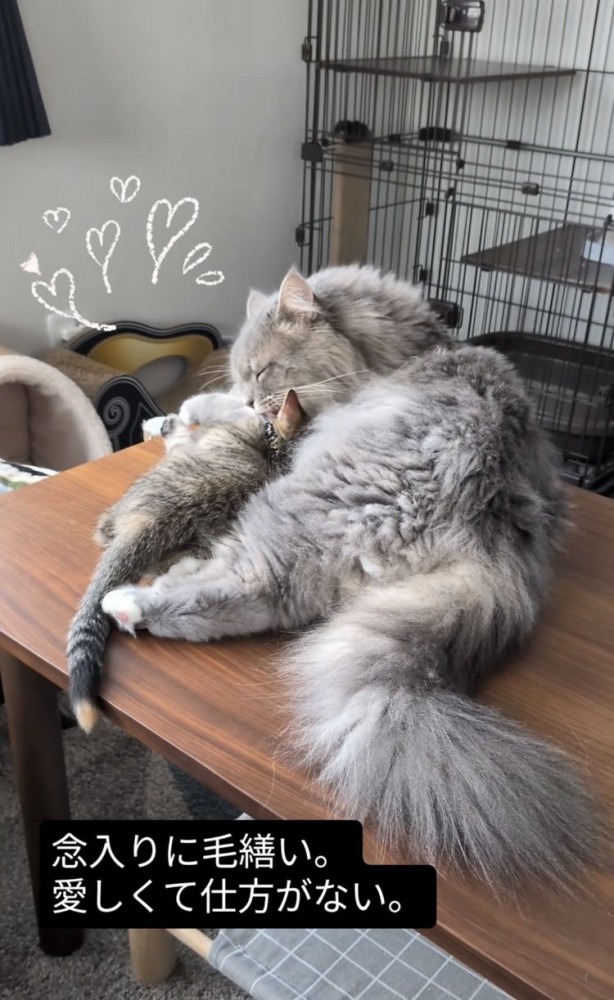 子猫をグルーミングするサイベリアン