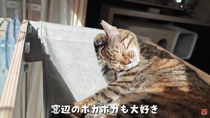 日向ぼっこする猫