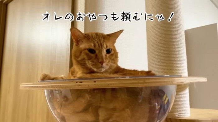 ｢おやつ頼む｣のルビと茶トラ猫