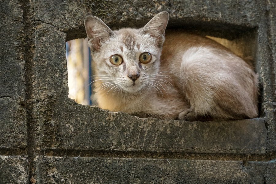 塀の穴に入った猫