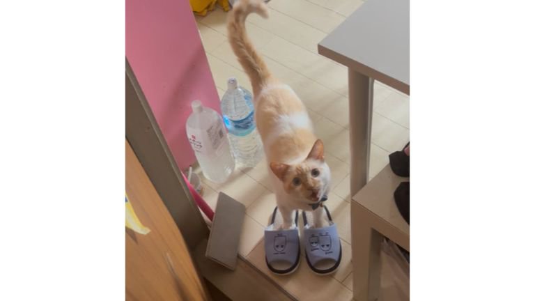 スリッパを履く猫
