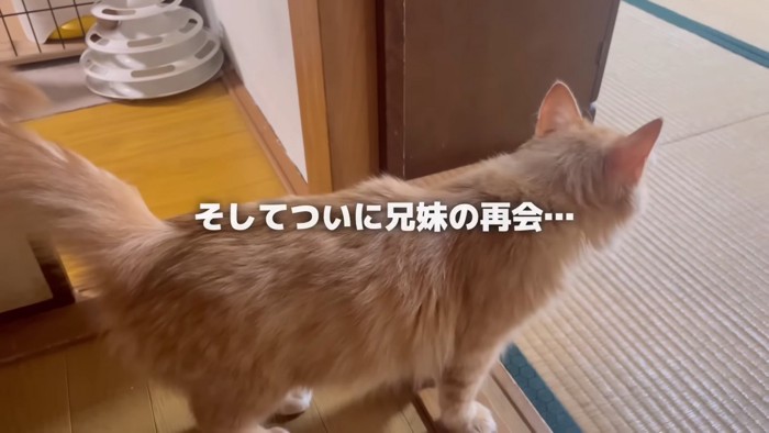 部屋をのぞくねこ