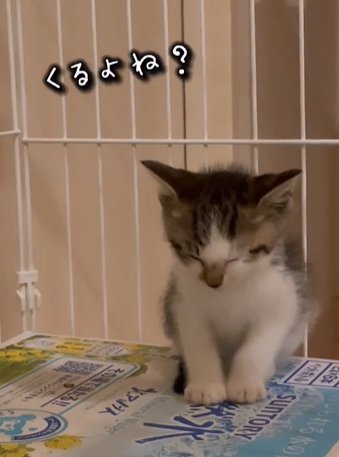 座ったまま眠る猫（くるよね？）