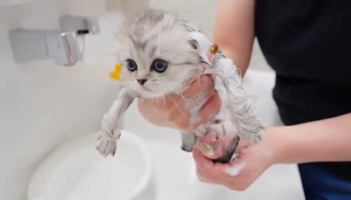 洗われる白子猫2