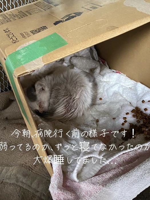 寝ている子猫