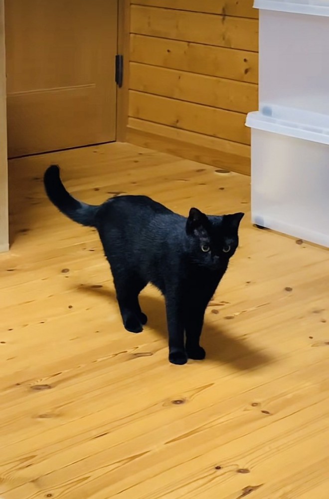 フローリングの上に佇む黒猫