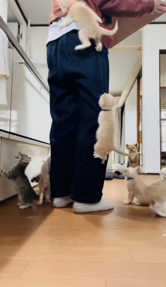 投稿主さんのごはんの準備が待ちきれず騒ぐ子猫たち