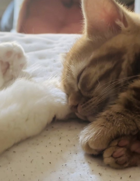 スコティッシュフォールドの足先に顔をくっつけて寝るマンチカン