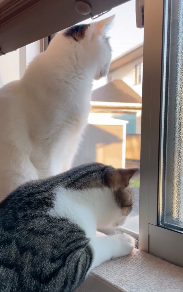 窓の外を眺める2匹