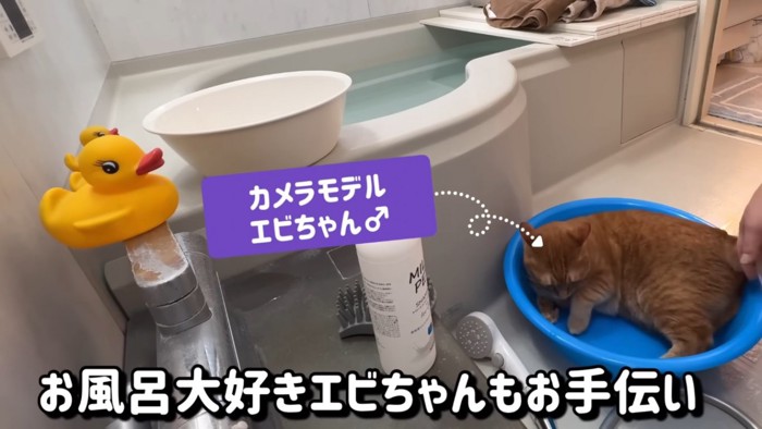 お手伝い猫