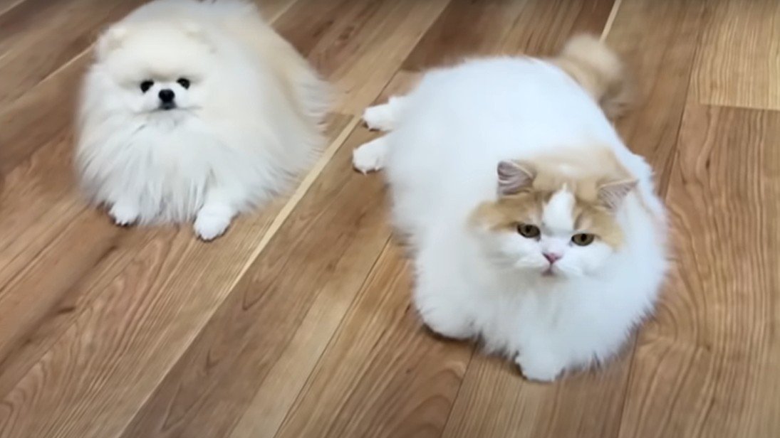 床に寝そべる犬と猫