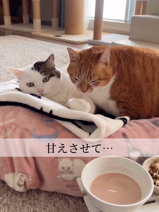 目を細める茶色の猫