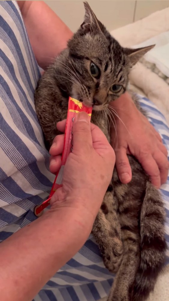抱っこされおやつを食べる猫