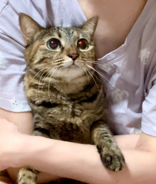 後ろから抱きしめられて左足だけ腕の前に出す猫