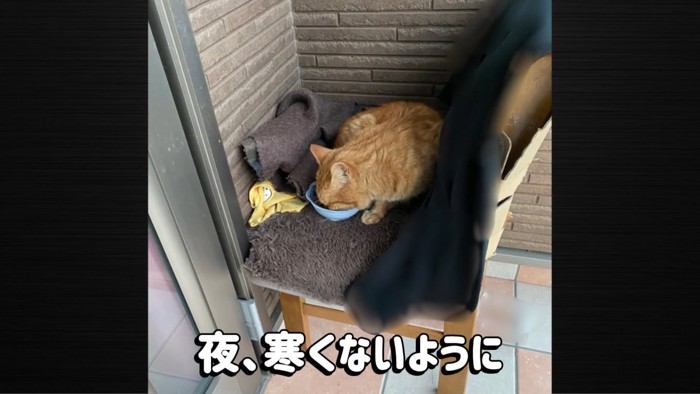 ごはんを食べる猫