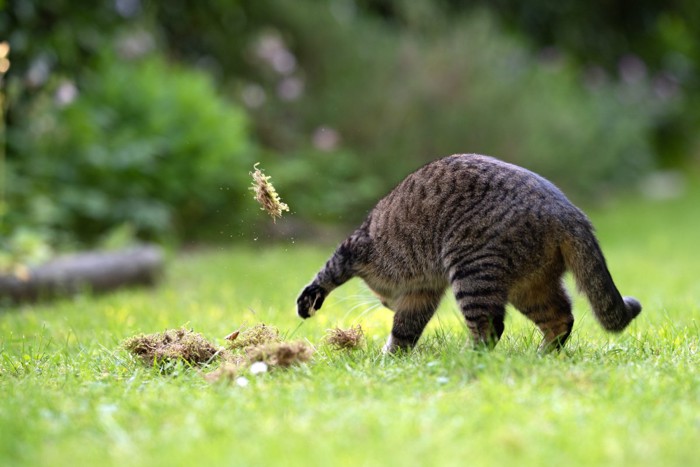 穴を掘る猫