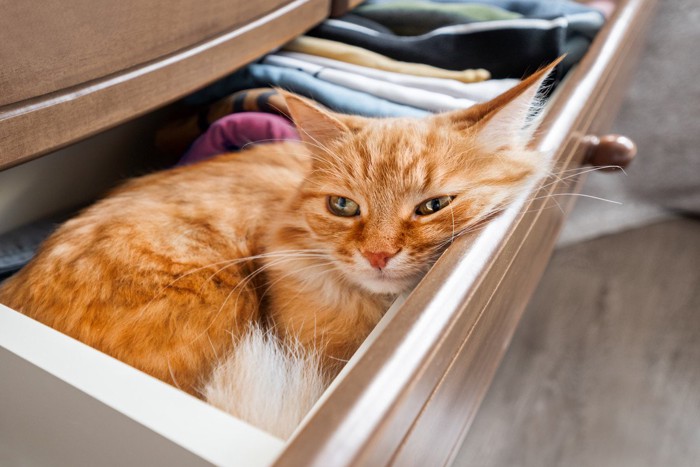 引き出しの中にいる猫