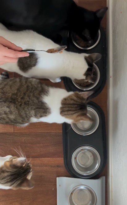 並べられた皿に順番にごはんを入れていく飼い主