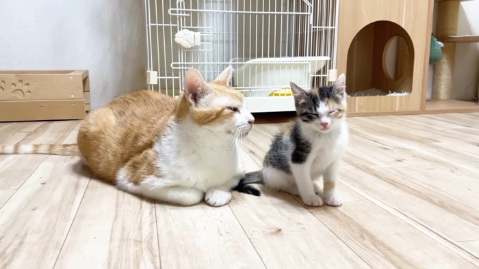 三毛ちゃんを見るむぎくん