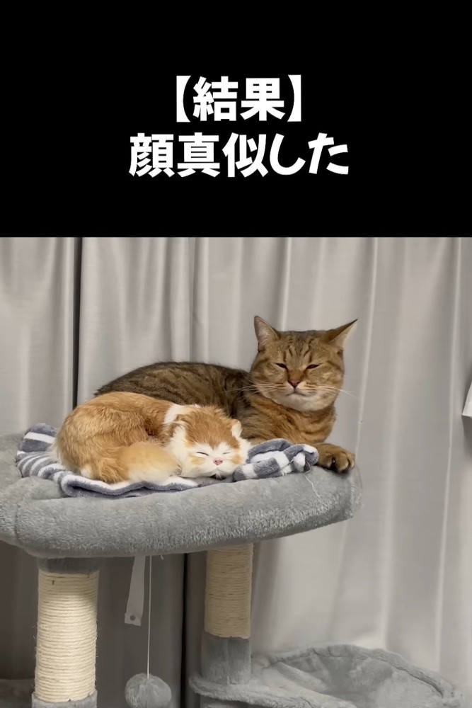 キャットタワーに乗る猫の置物と猫