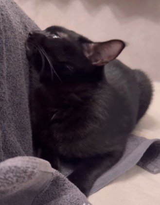 タオルに顔を近づける猫