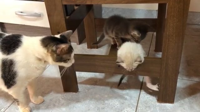 椅子に登る二匹の子猫と大人猫