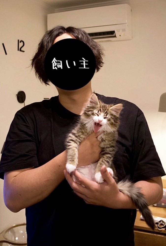 手の上に乗る子猫