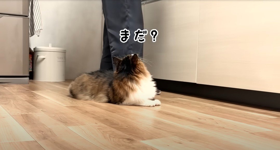 立っている人の足元に猫