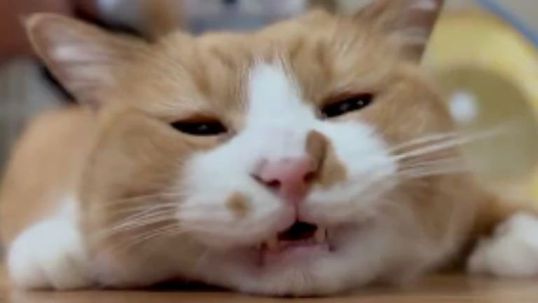 ブラッシングされている猫