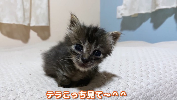 テロップ「テラこっち見て~」