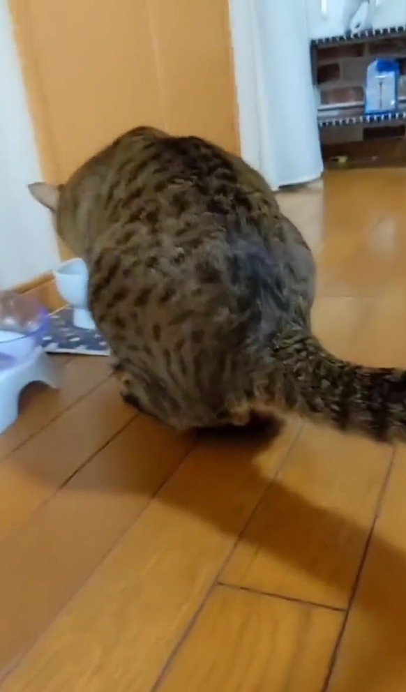 水を飲むトロロくん