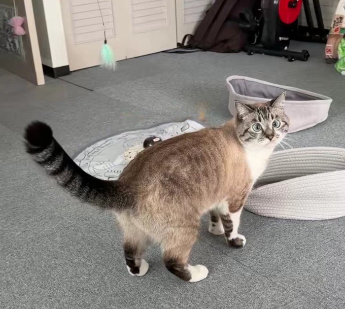 おもちゃで遊ぶ猫