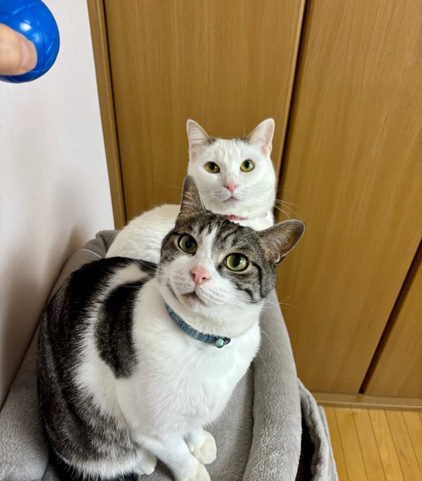 上を見る猫