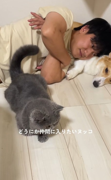 犬と猫と寝ている飼い主と仲間に入りたくて近くにふせる猫