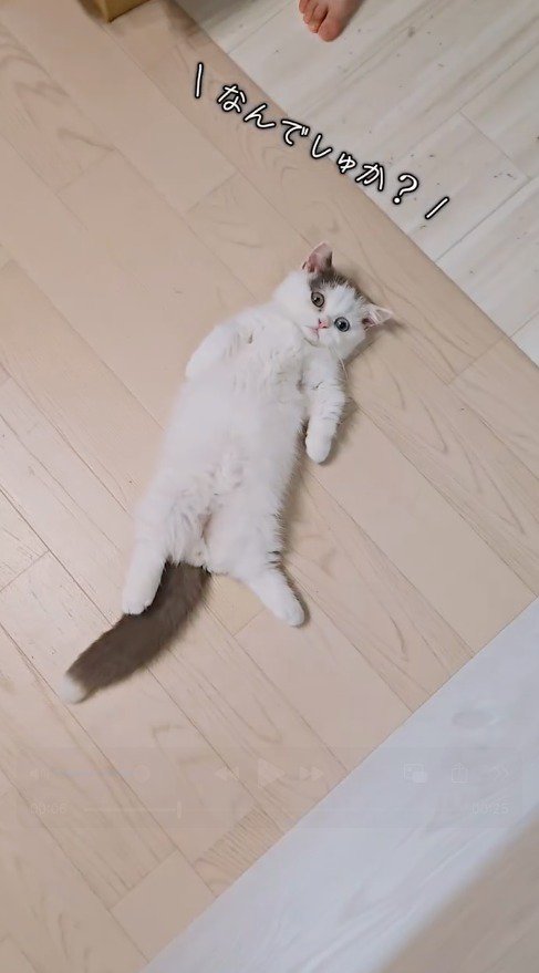 仰向けに寝転がって不思議そうな顔をする猫