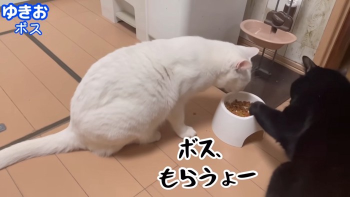 ゆきおくんのゴハンも取りにいくすみおくん