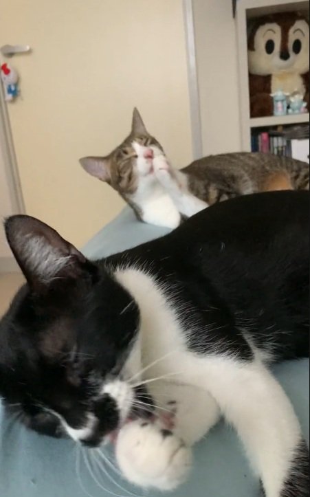 同じポーズで毛づくろいしているキジ白の猫と白黒の猫
