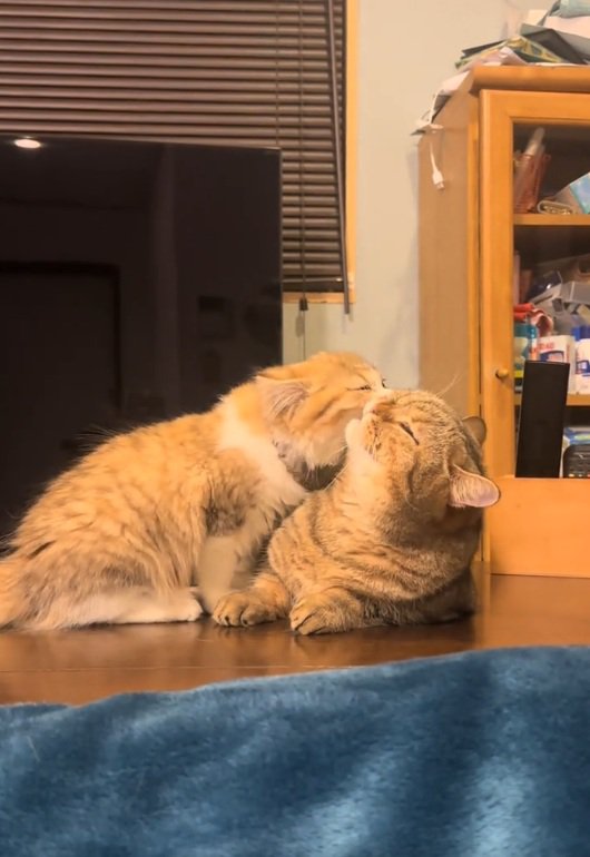 毛づくろいする猫