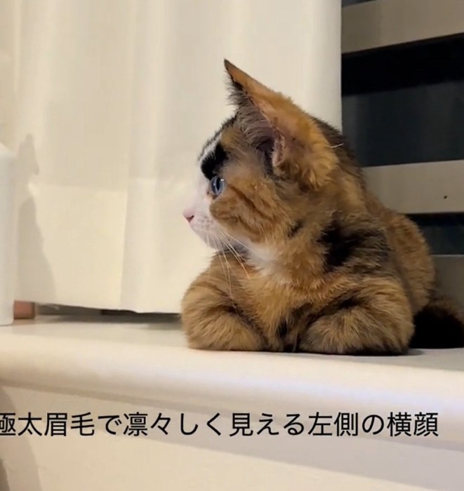 右を見るラニちゃん