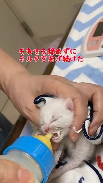 子猫にミルクを飲ませる人の手