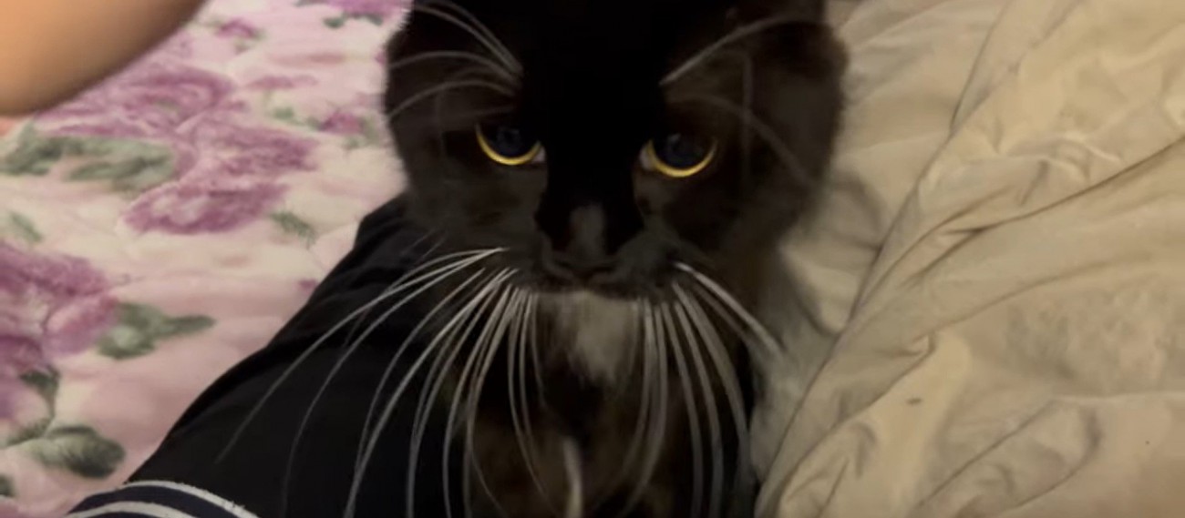 人の上に乗っている猫