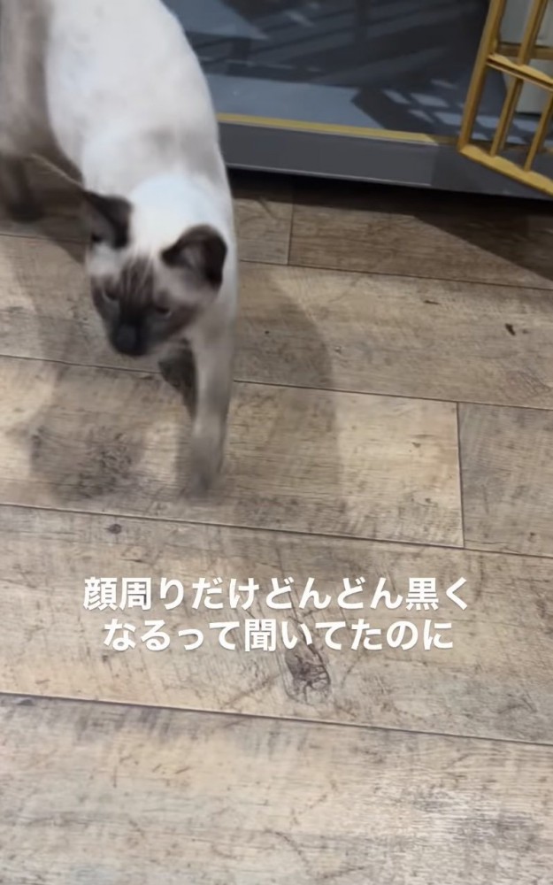 シャム猫